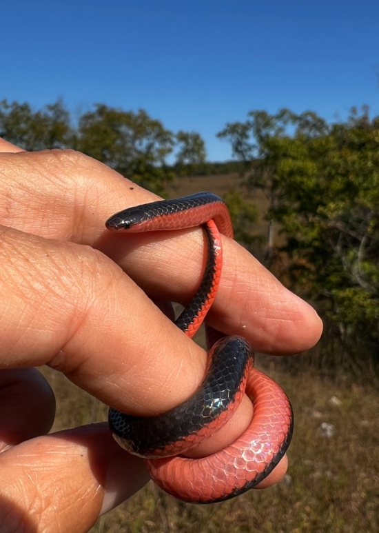 Western Worm Snake